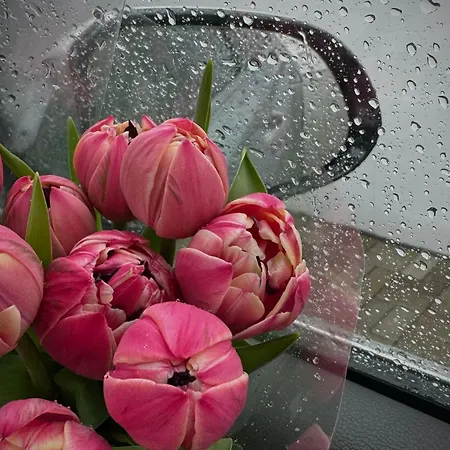 ゲストハウス Garufa Wellness & 4*